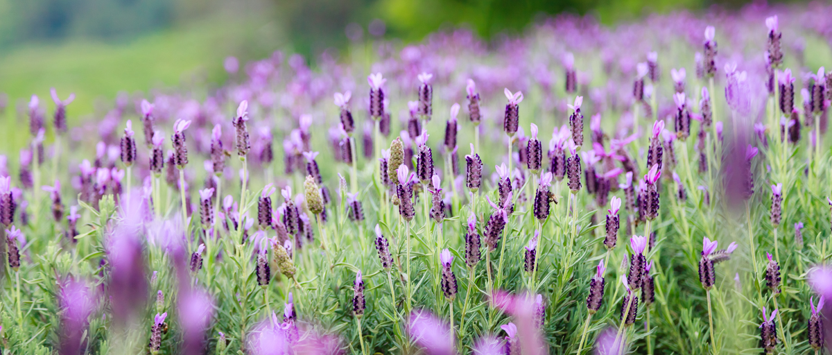 Searles How to grow lavender